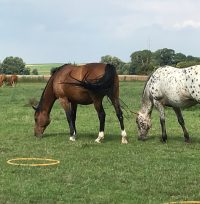 Cavalleria - Equicoaching - IMG_8898